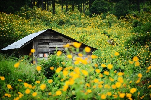 Khung cảnh thơ mộng trên những vườn hoa dã quỳ ở Đà Lạt.