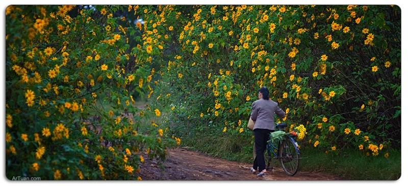 Hoa dã quỳ Ba Vì