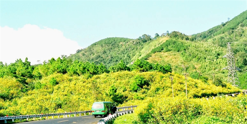 Hoa dã quỳ Tây Bắc