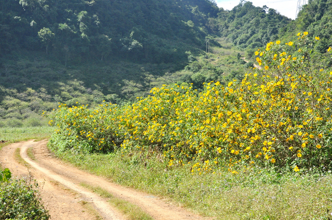 Sắc hoa dã quỳ đẹp mê mải ở Tây Bắc.