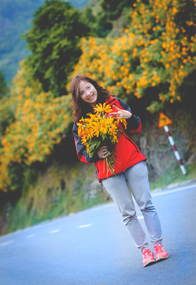 hoa dã quỳ Lạng Sơn