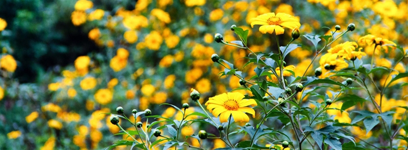 cac-dia-diem-ngam-hoa-da-quy-dep-khap-viet-nam-8