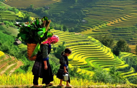 Mùa vàng Tây Bắc trong nắng thu