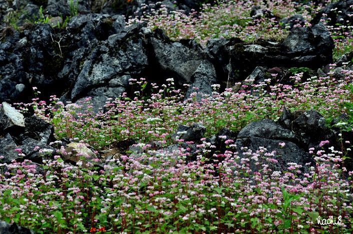 du lịch hoa tam giác mạch Hà Giang