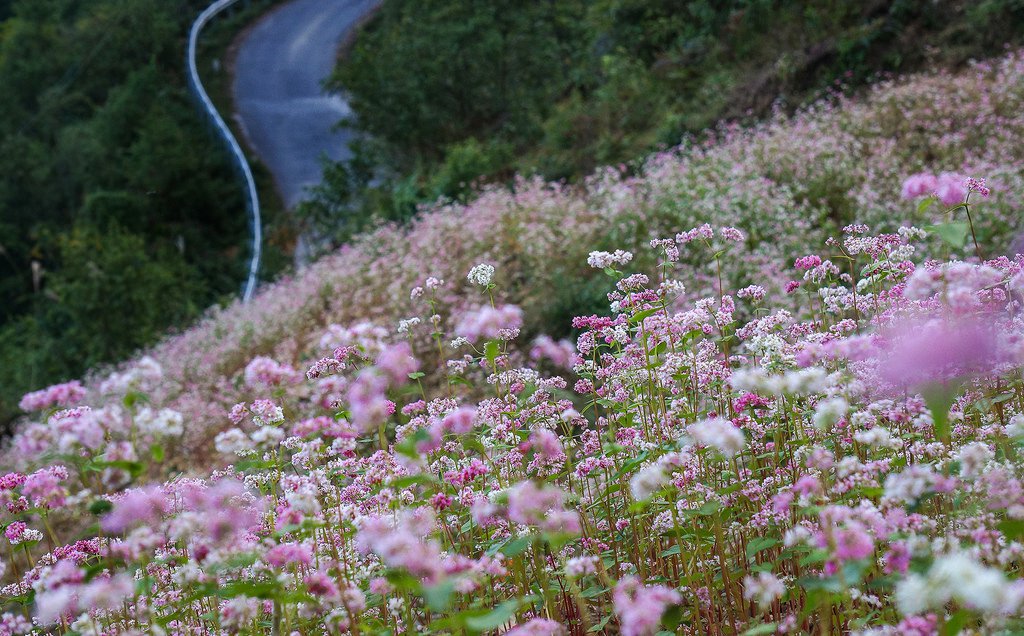 du lịch hoa tam giác mạch Hà Giang