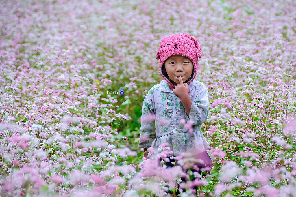 du lịch hoa tam giác mạch Hà Giang