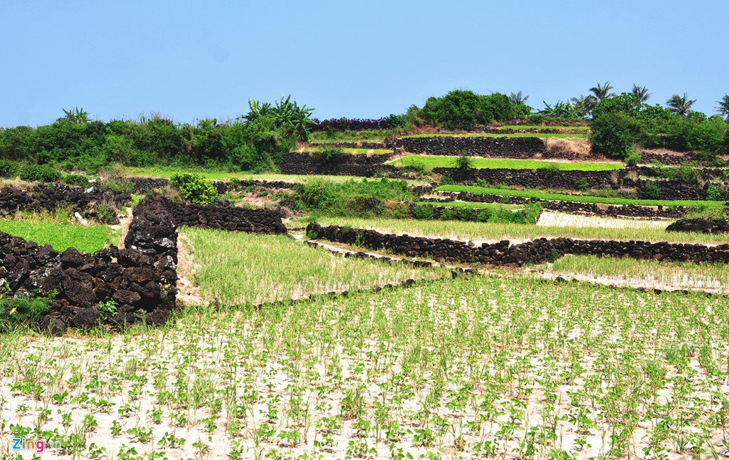 Ruộng bậc thang ẩn chứa tiềm năng du Lý Sơn