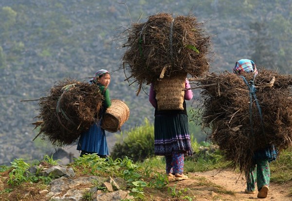 Cuộc sống của người dân Mèo Vạc trên báo Tây