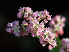 Bắc Hà trồng hoa tam giác mạch thu hút khách dịp 2/9