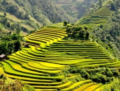 Ruộng bậc thang Mù Cang Chải được báo nước ngoài hết lời ca ngợi