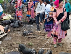 Lợn cắp nách, pa pỉnh tộp vùng núi Tây Bắc mùa lúa chín