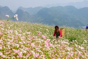 Tour du lịch Hà Giang - Mùa Hoa Tam Giác Mạch