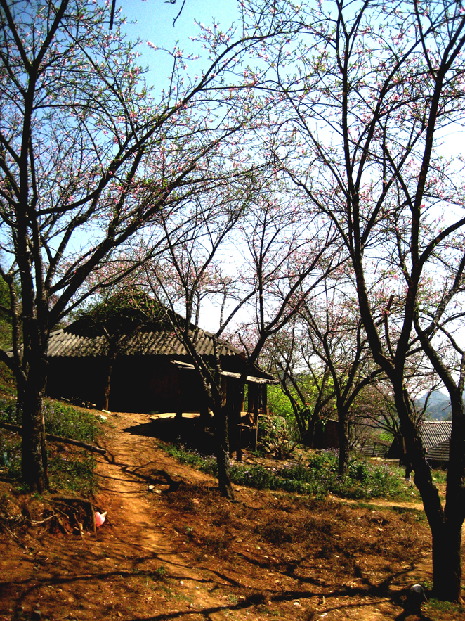 Ngày Xuân - Mộc Châu